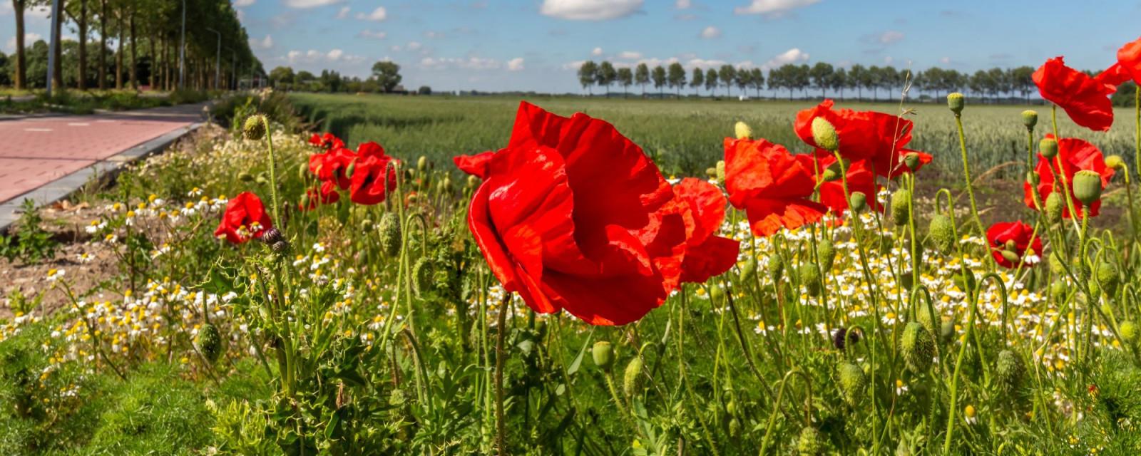 Verzekeringskaarten